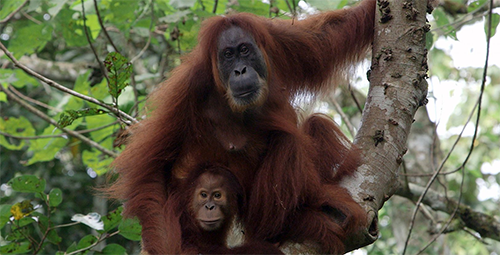 500_Orangutan